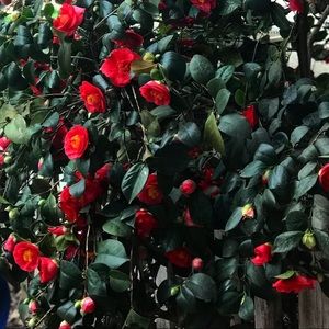 Meet your Posher, Patsy